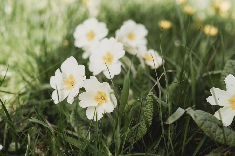 Spring flowers in the grounds of Parc Le Breos in Gower, West Wales