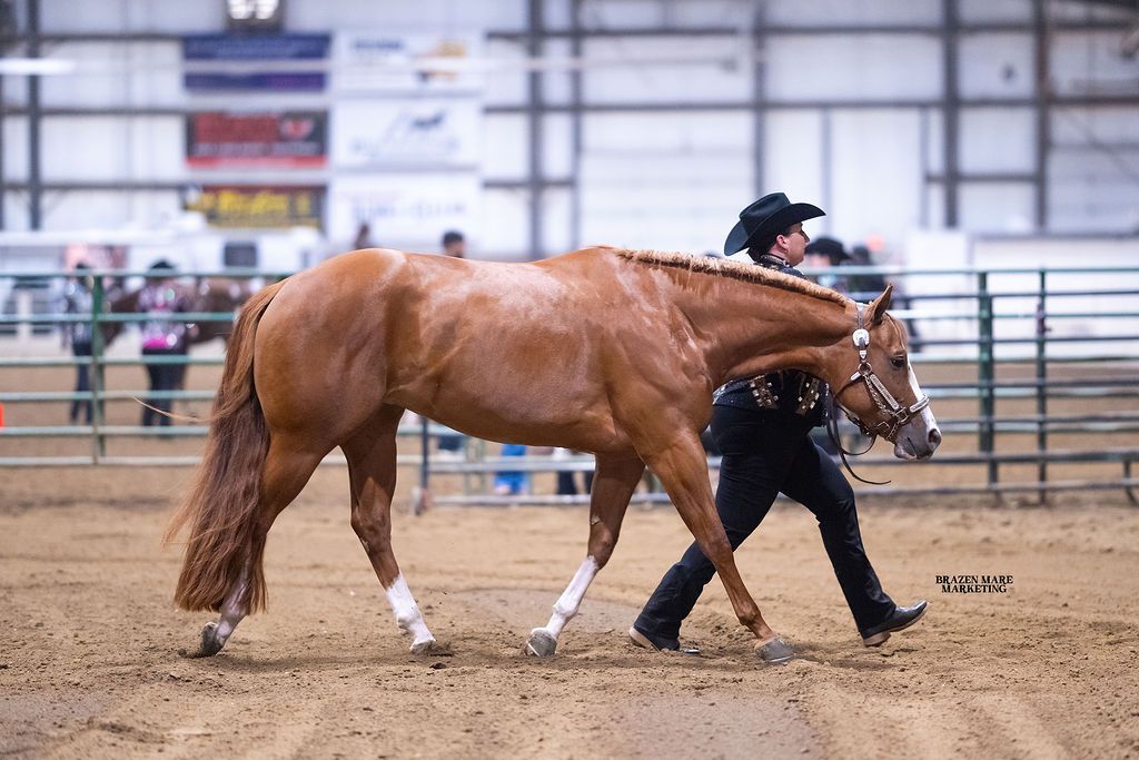 A sequence of equestrian training photos showing a horse being guided through exercises in an indoor arena.
