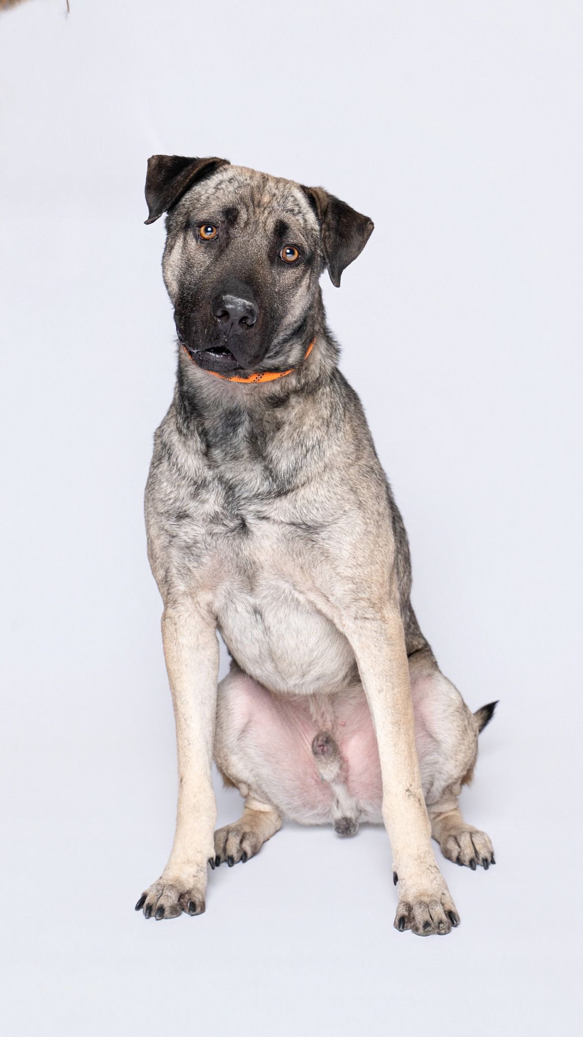 A fawn-colored shelter dog with a muscular build sits on a white background.