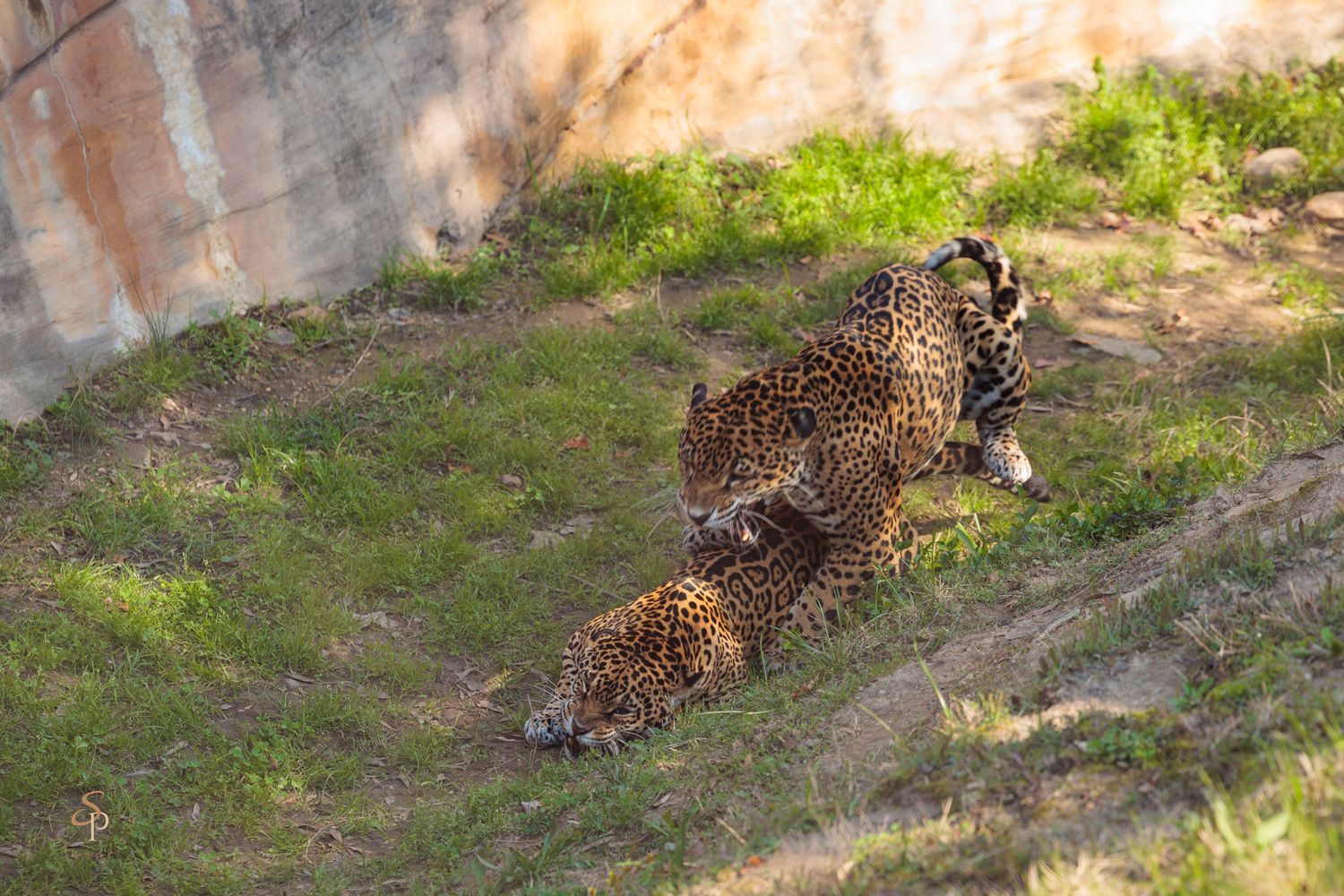 A serval cat walks through grass and shadows in a natural outdoor setting.
