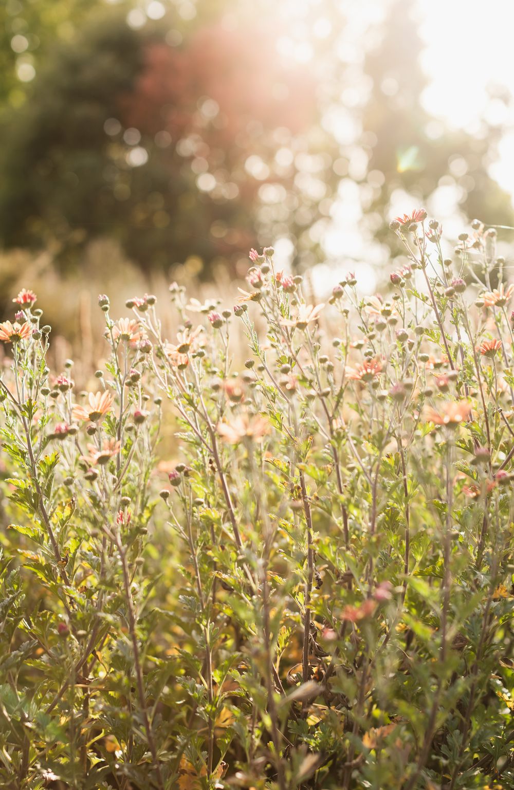 Sunlit wildflower meadow with pink blooms and green stems glowing in warm golden light with soft bokeh background at Garden at Elm Bank.