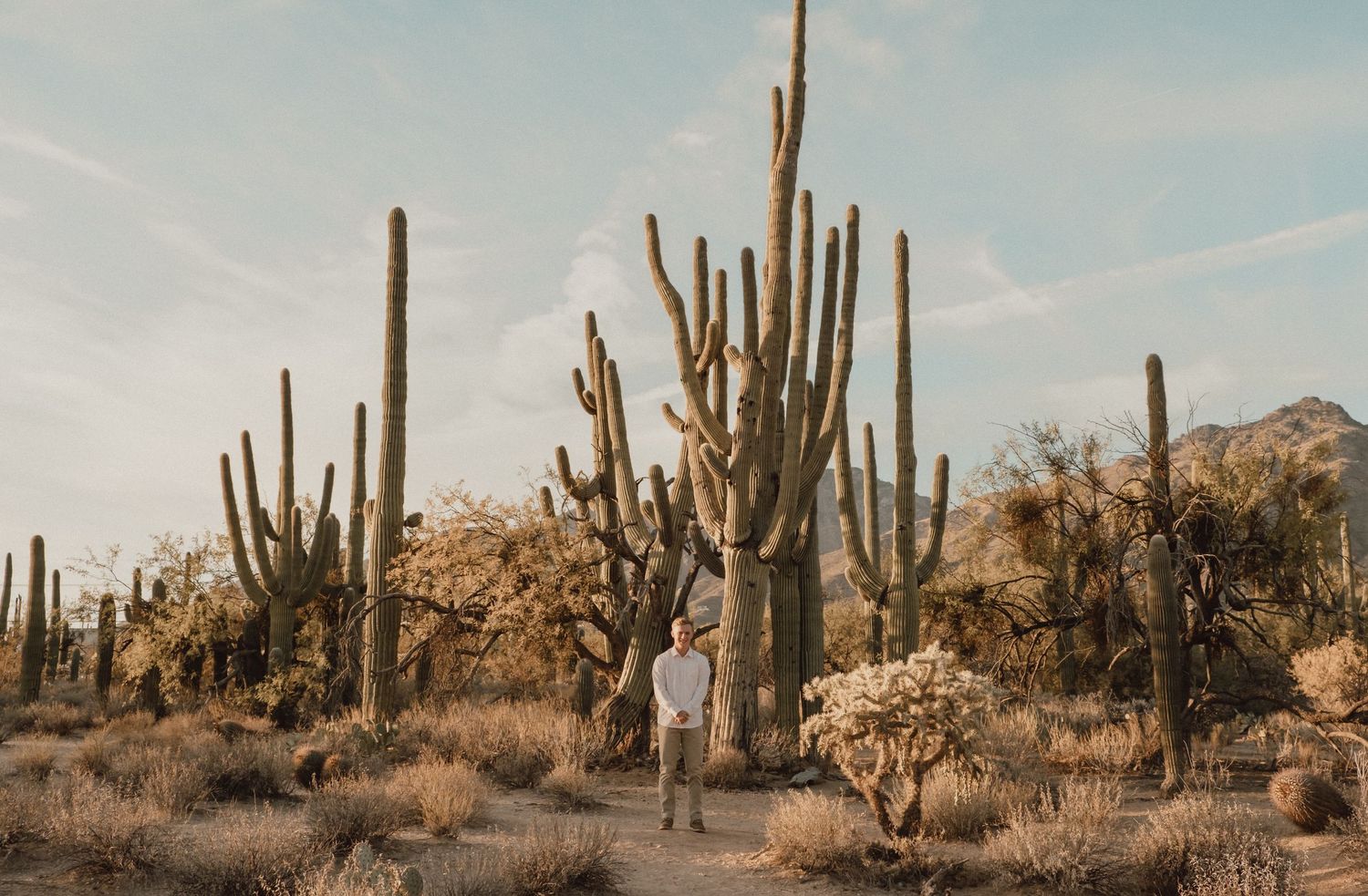 Desert landscape with tall saguaro cacti and distant mountains in the Sonoran Desert at sunset.