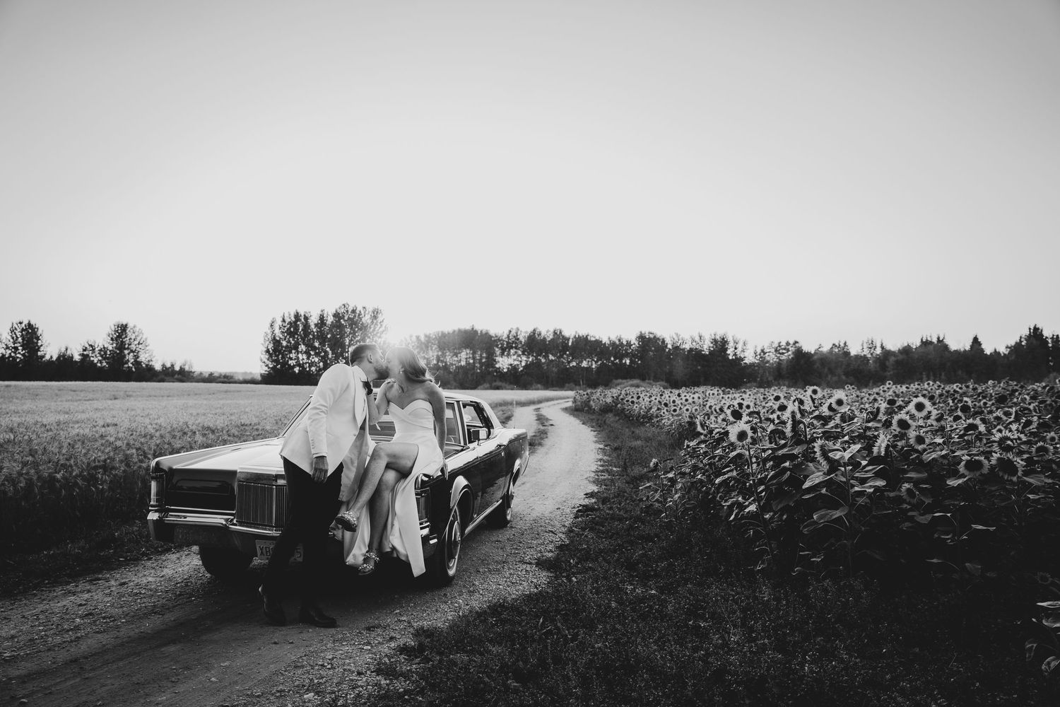 A vintage car with flowy fabric drives past a field of sunflowers on a rural dirt road in black and white.