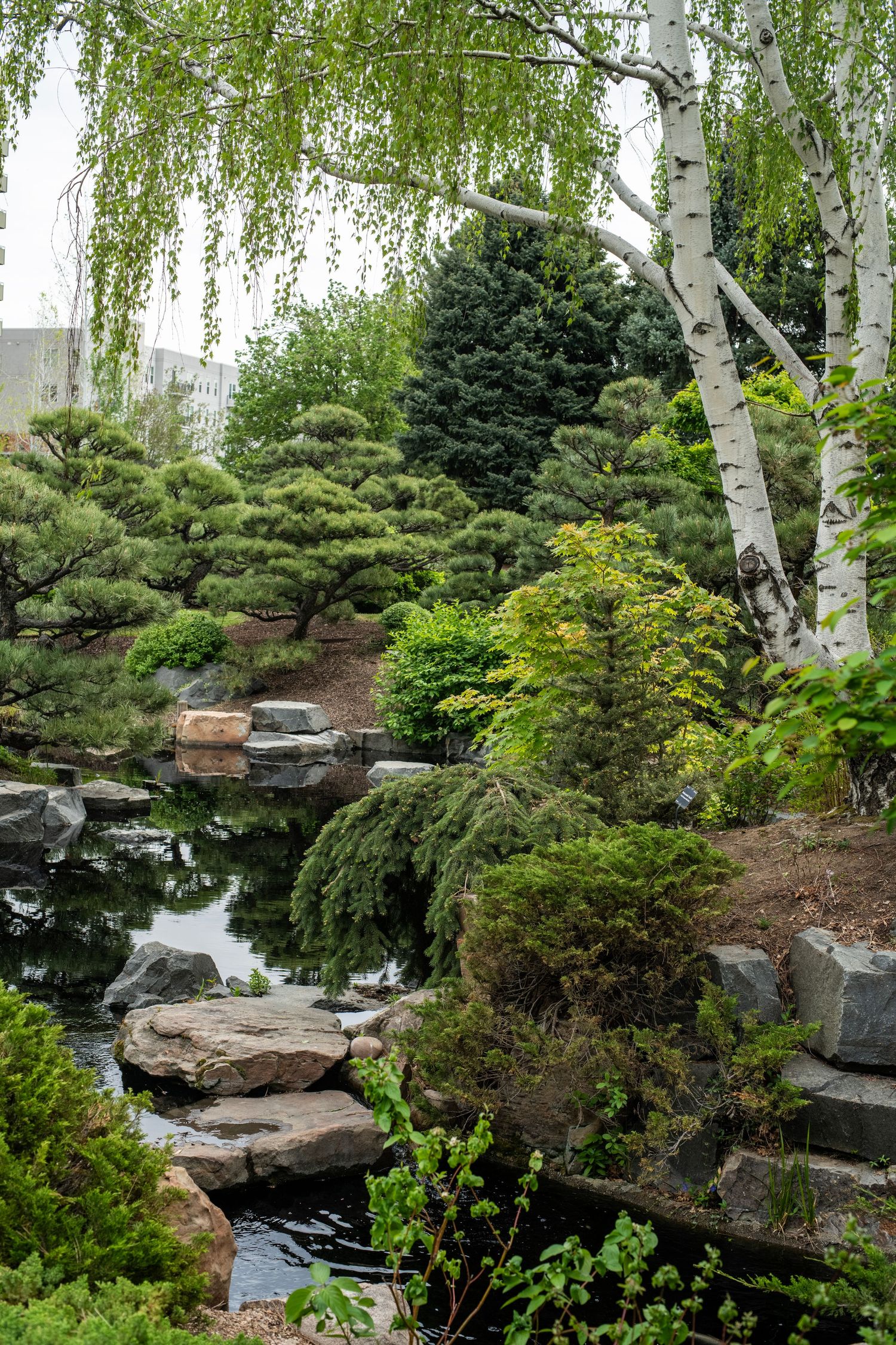 A serene Japanese garden with a tranquil pond, moss-covered rocks, manicured pine trees, and elegant birch trees.