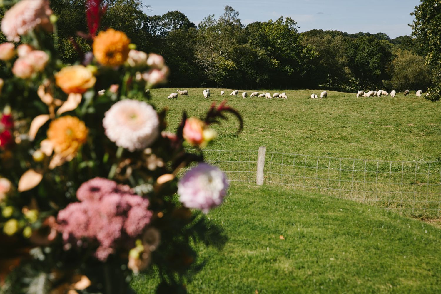 Colorful floral arrangement in foreground with sheep grazing on lush green pasture in background.