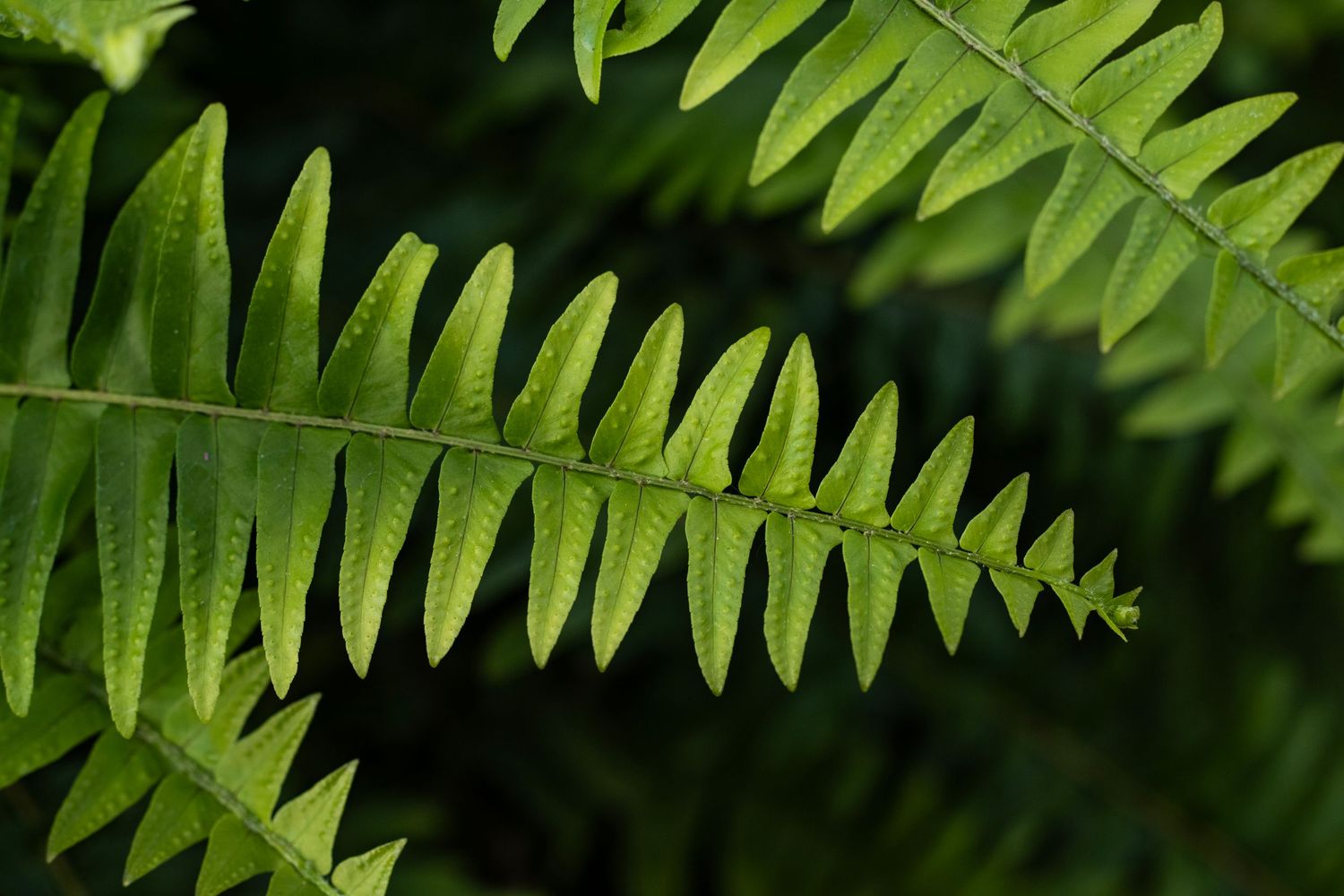 Close-up of vibrant green fern fronds with pointed leaflets against a dark background.