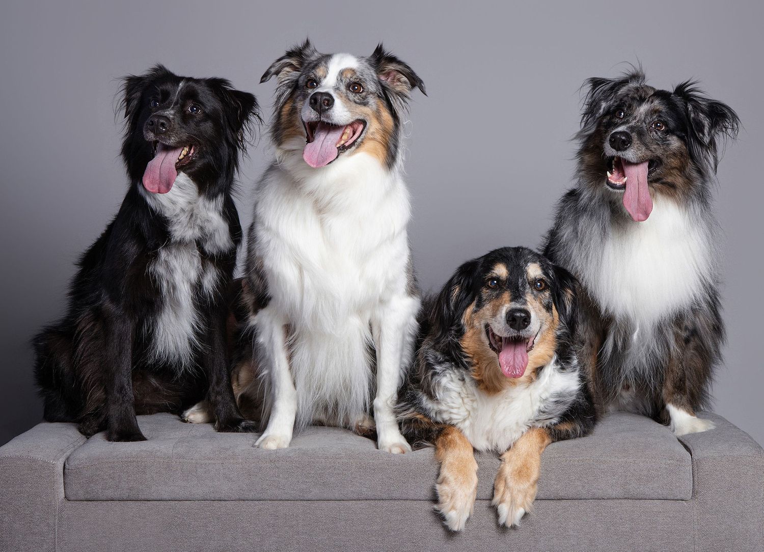 Four Australian Shepherd dogs pose together on a gray couch against a studio background, tongues out and looking happy.