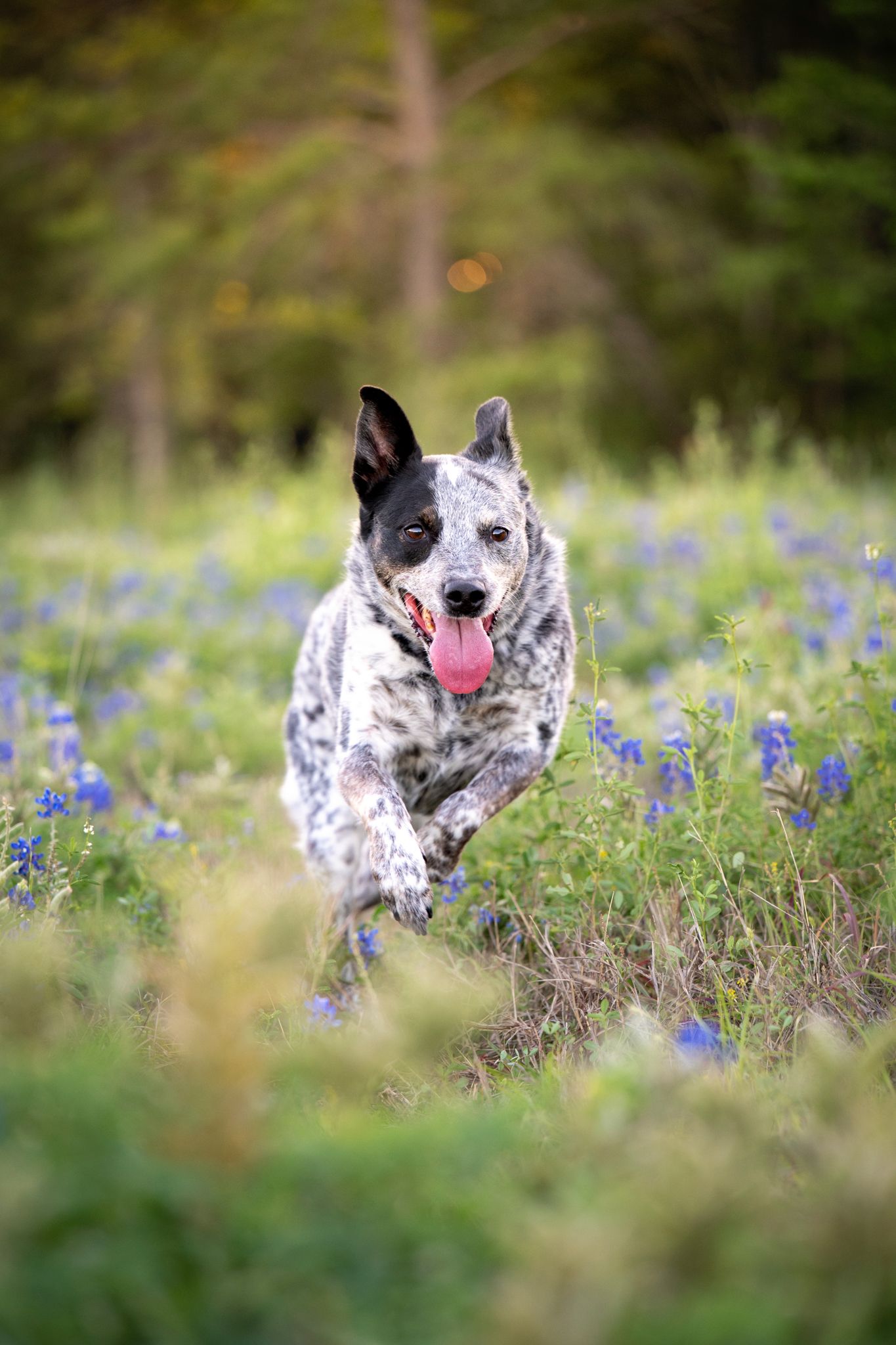 Energetic dog portrait captured during a natural light pet photography session near Houston TX