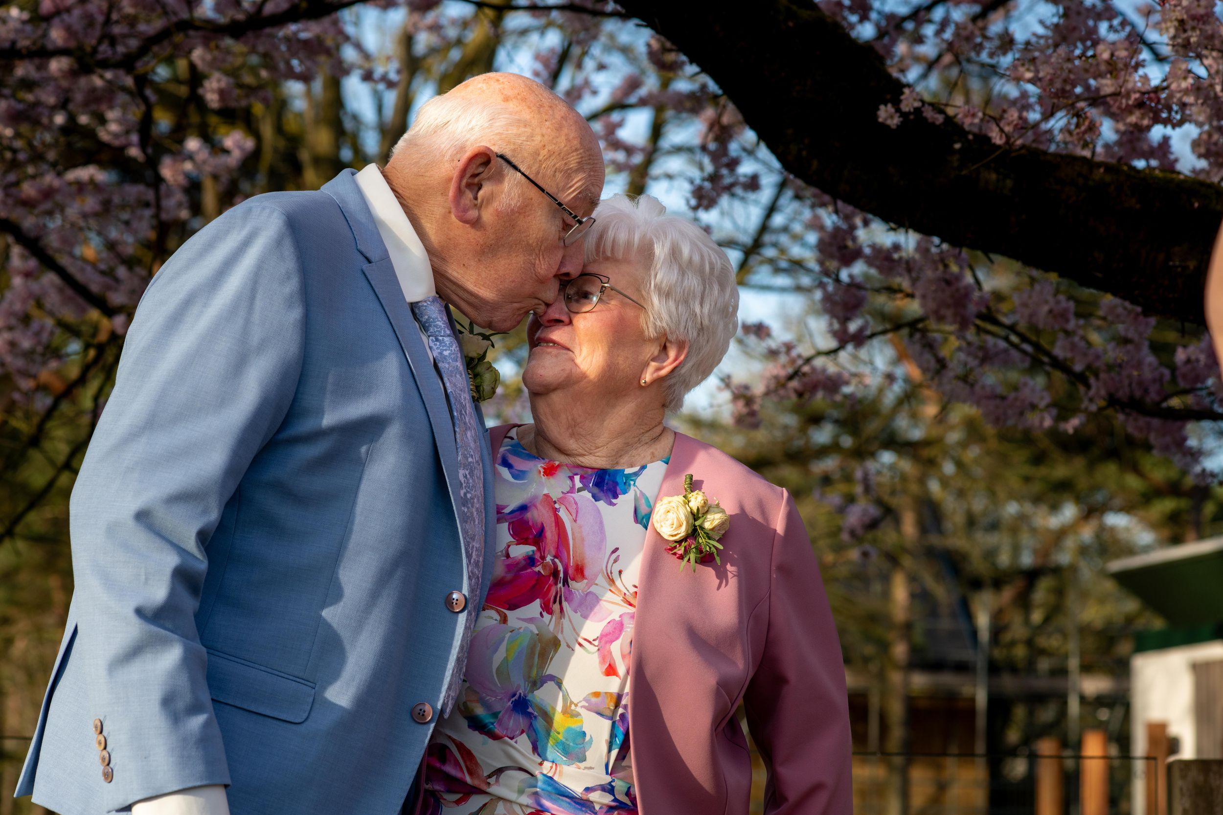 Elderly couple sharing a romantic kiss under blooming cherry blossom trees in spring.