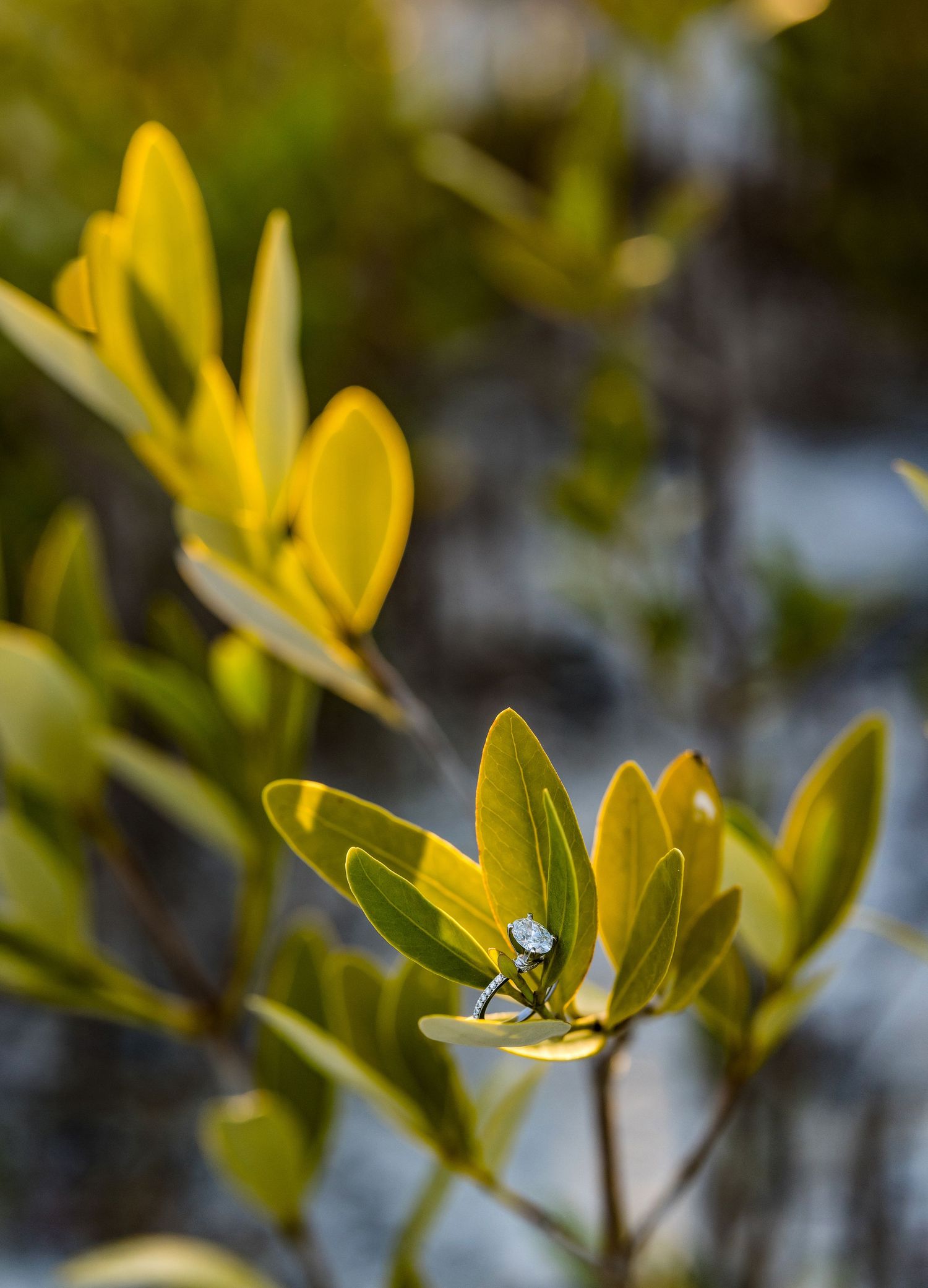 Diamond engagement ring resting on yellow-green tropical plant leaves in golden sunlight.