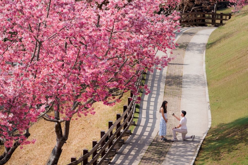 Couple sharing a romantic proposal moment on a winding path lined with vibrant pink cherry blossom trees in bloom.
