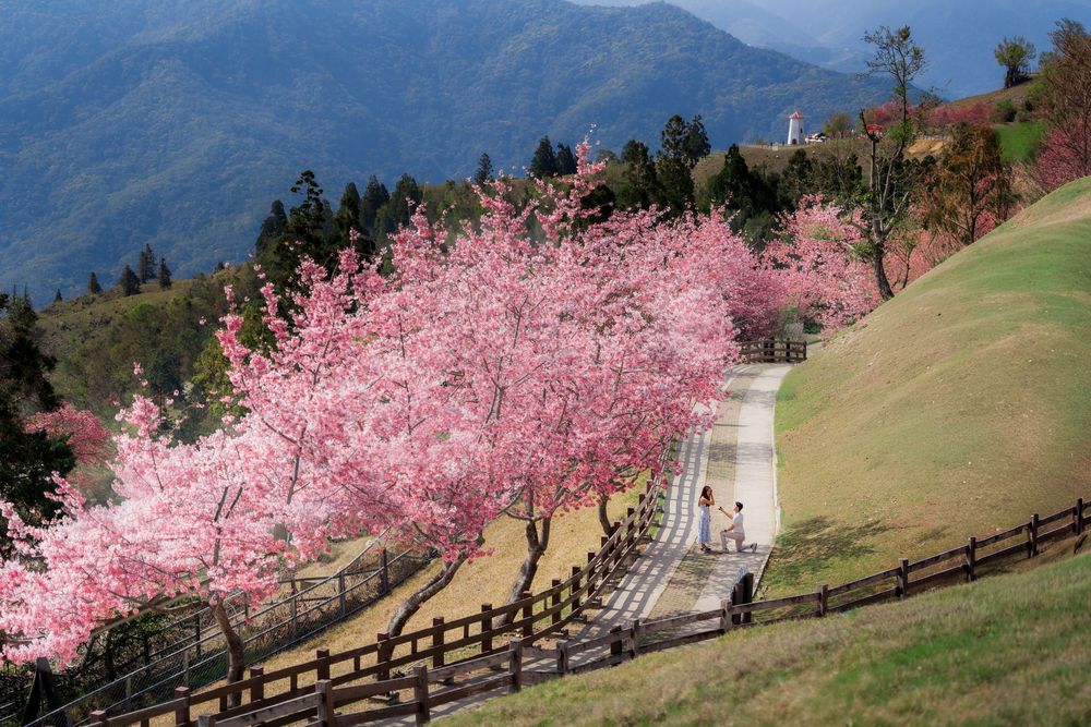 Pink cherry blossom trees lining a wooden fence path with mountain backdrop in spring.