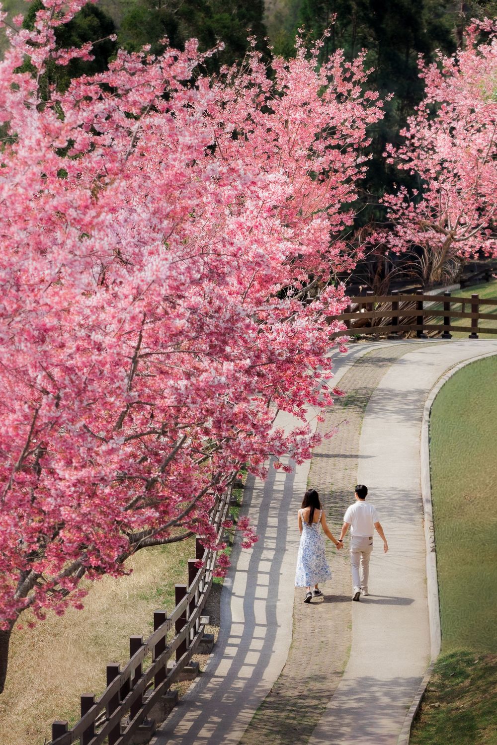 Couple holding hands walking along a scenic path lined with vibrant pink cherry blossom trees in spring.