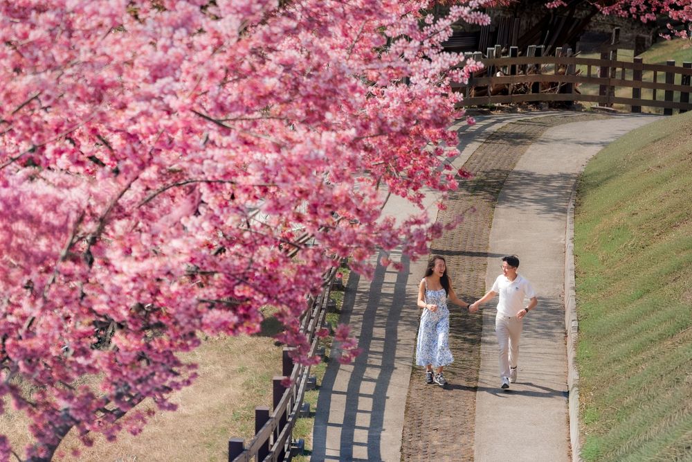 Couple holding hands walking along a path lined with vibrant pink cherry blossom trees in full bloom.