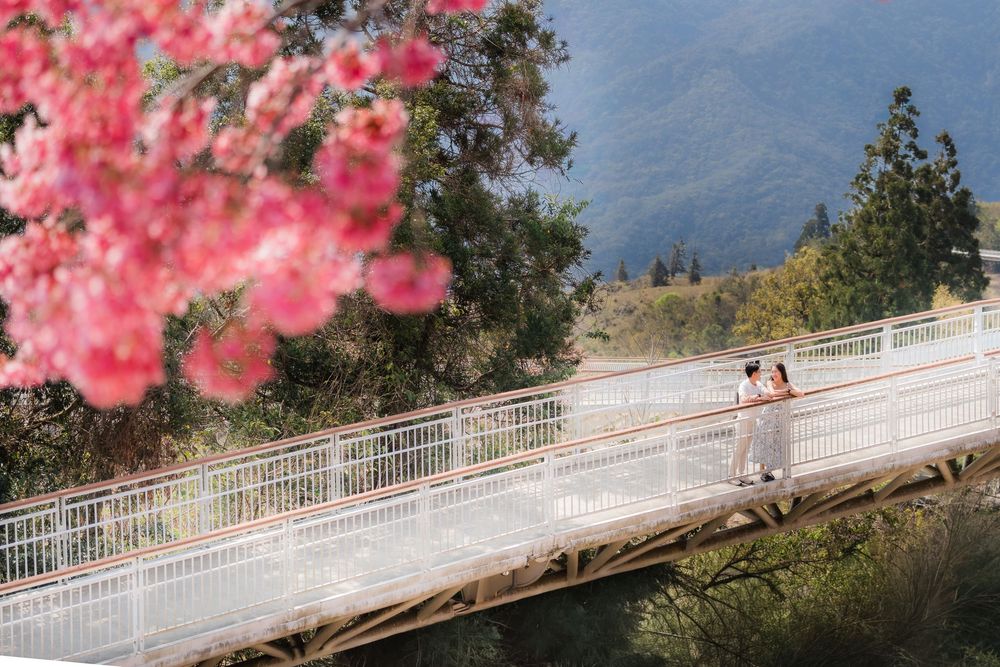 Couple on a white suspension bridge surrounded by pink cherry blossoms and lush green mountains in a scenic landscape.