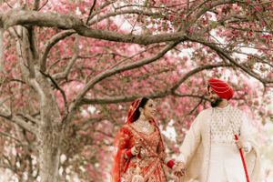 A couple in traditional South Asian wedding attire walking beneath blooming cherry blossom trees.
