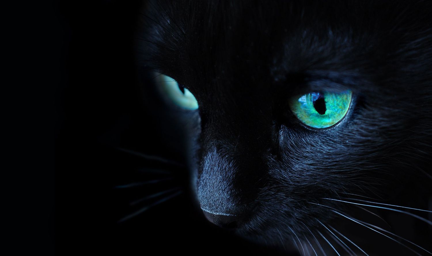 black cat
