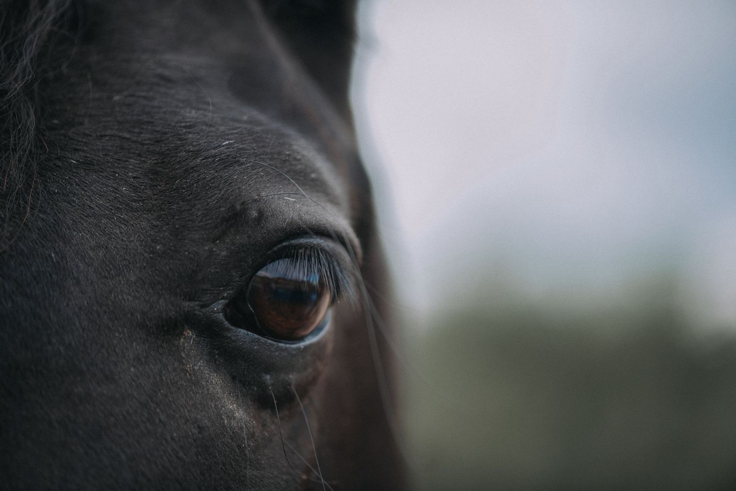 horse
