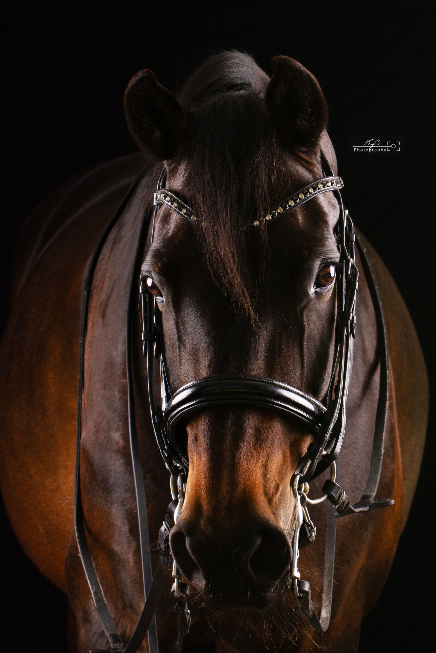 Equine Fine Art in de mobiele studio in Gelderland, Nederland