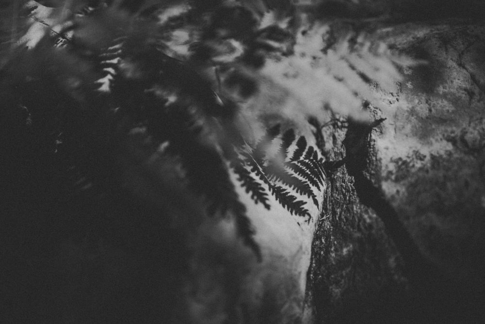 Black and white macro photo of a delicate fern leaf against a dark textured background in a forest.
