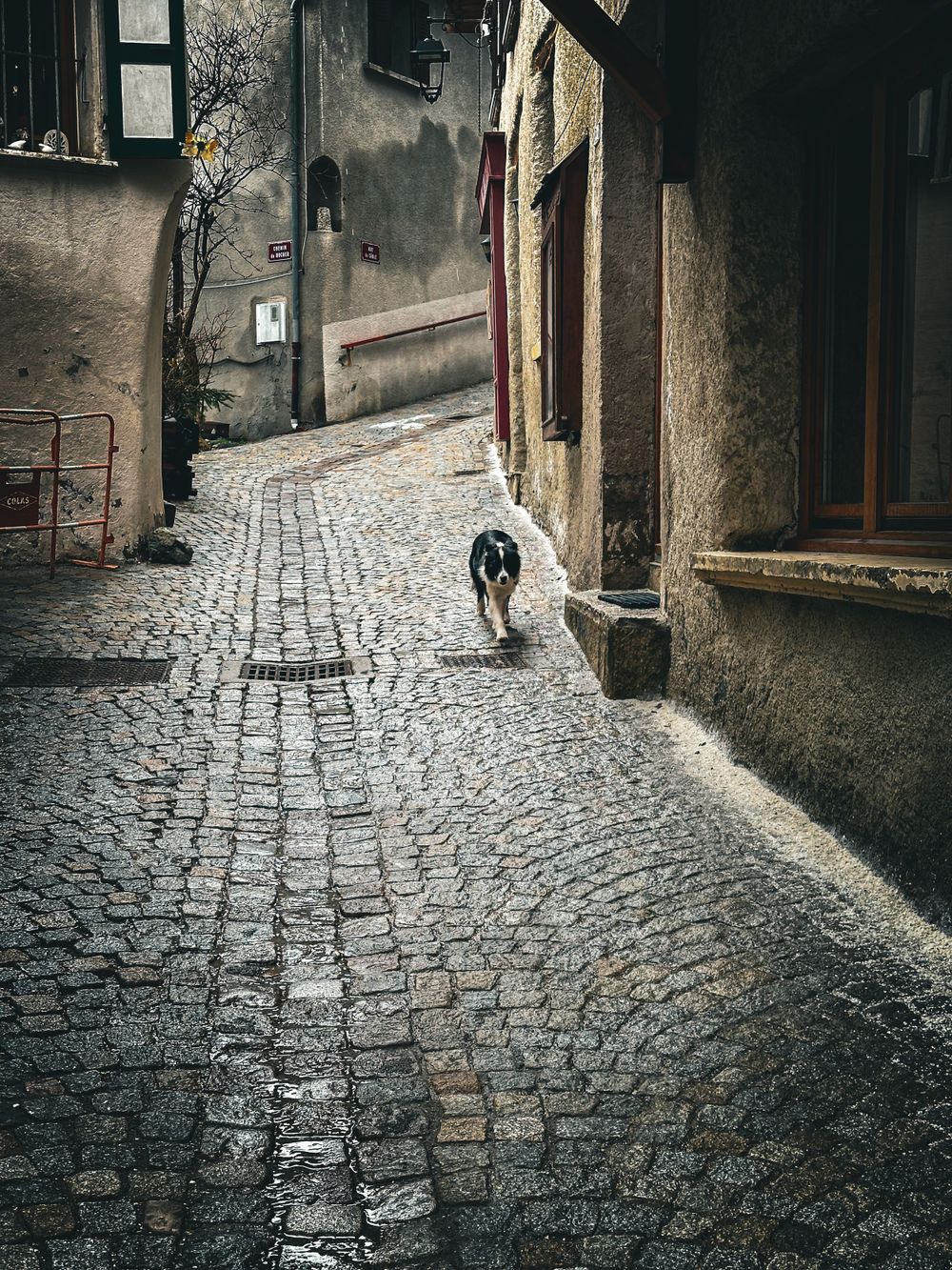 Cat walking along a winding cobblestone alley between old stone buildings.