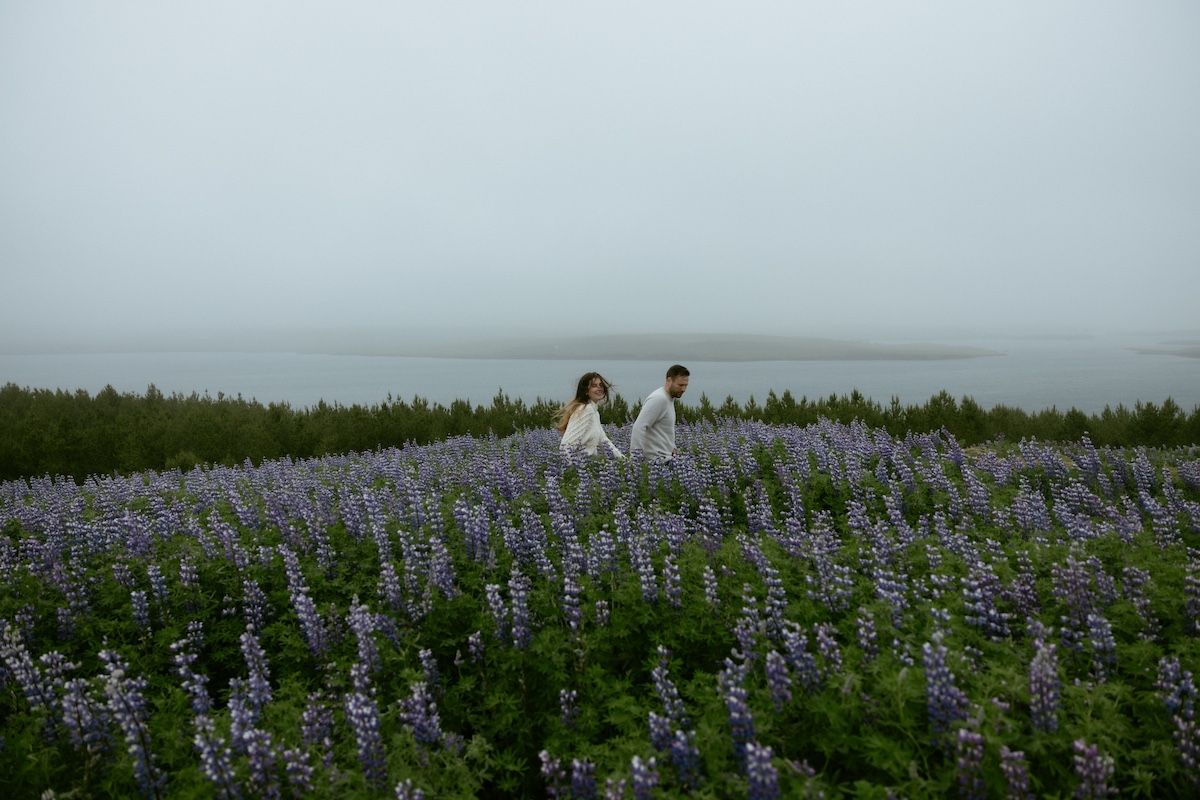 Elopement couple at Þingvellir National Park in Iceland under cloudy skies in a field of purple lupine flowers