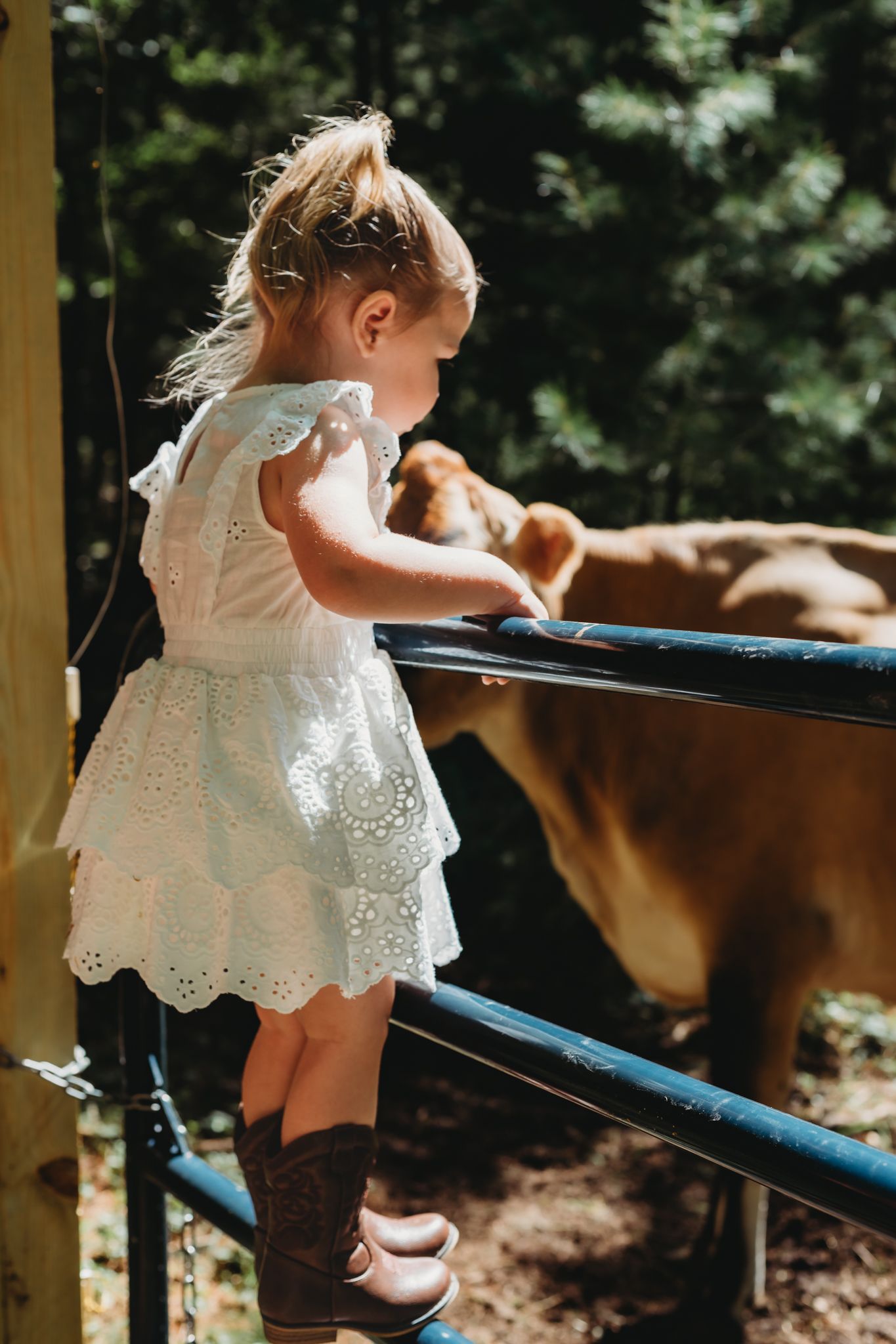 girl standing on gate looking at a cow during her themed farm session