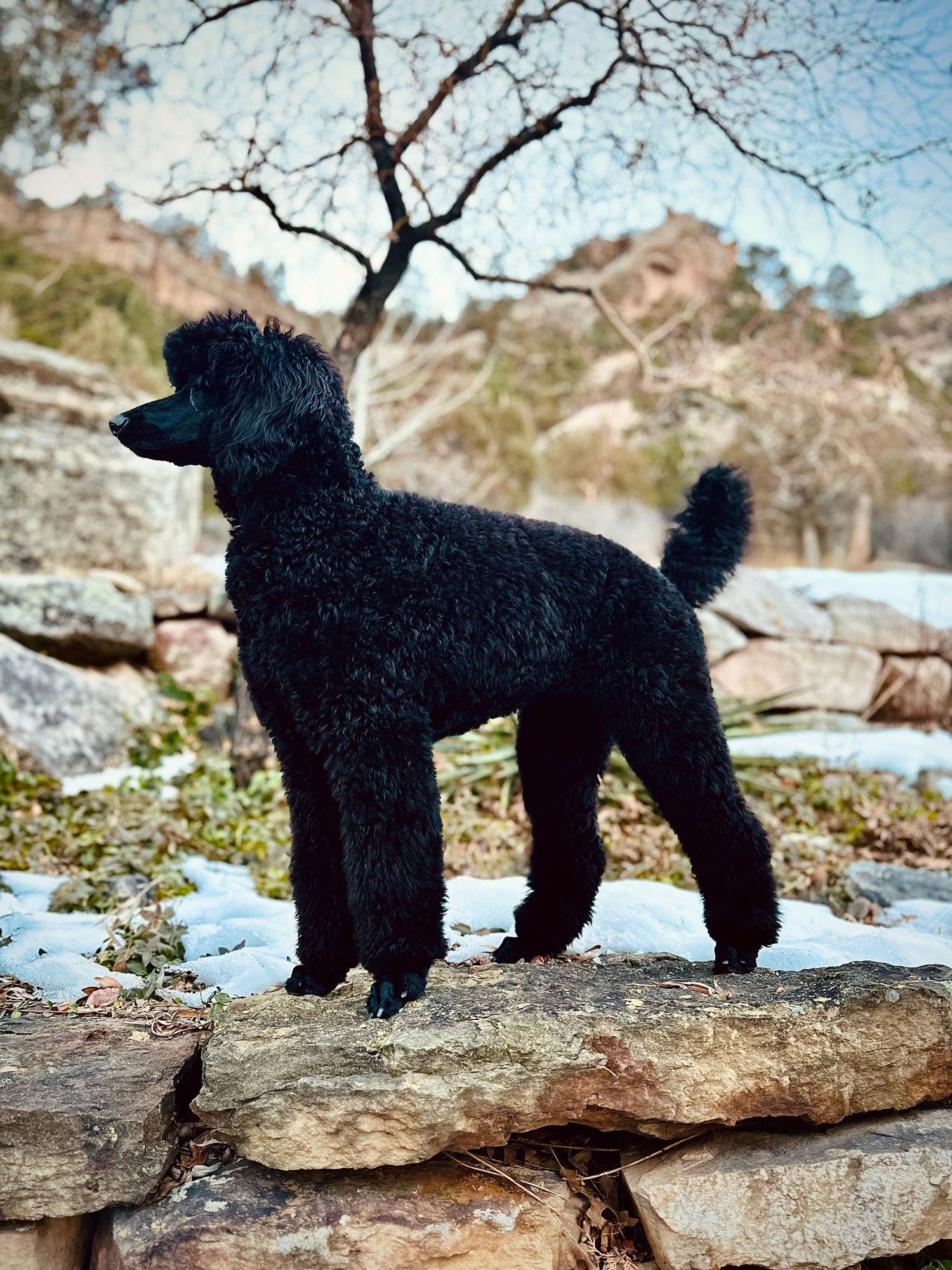 A black standard poodle stands alert on rocky terrain with bare tree branches in the background.