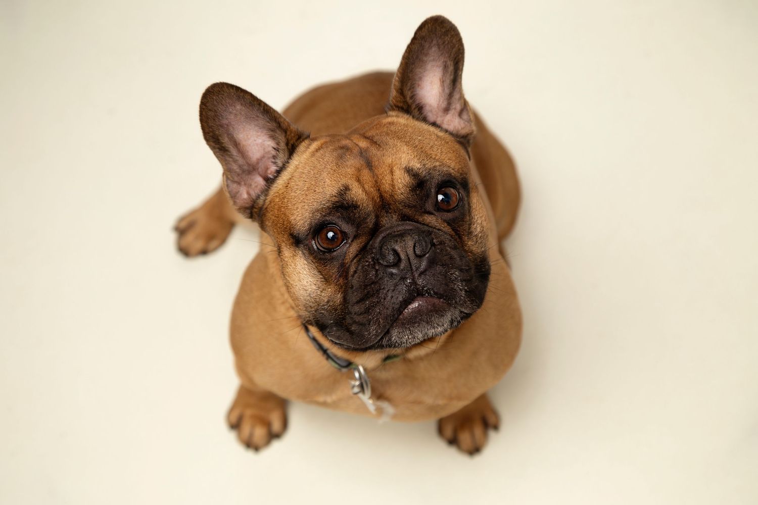 Barna francia bulldog fotózáson