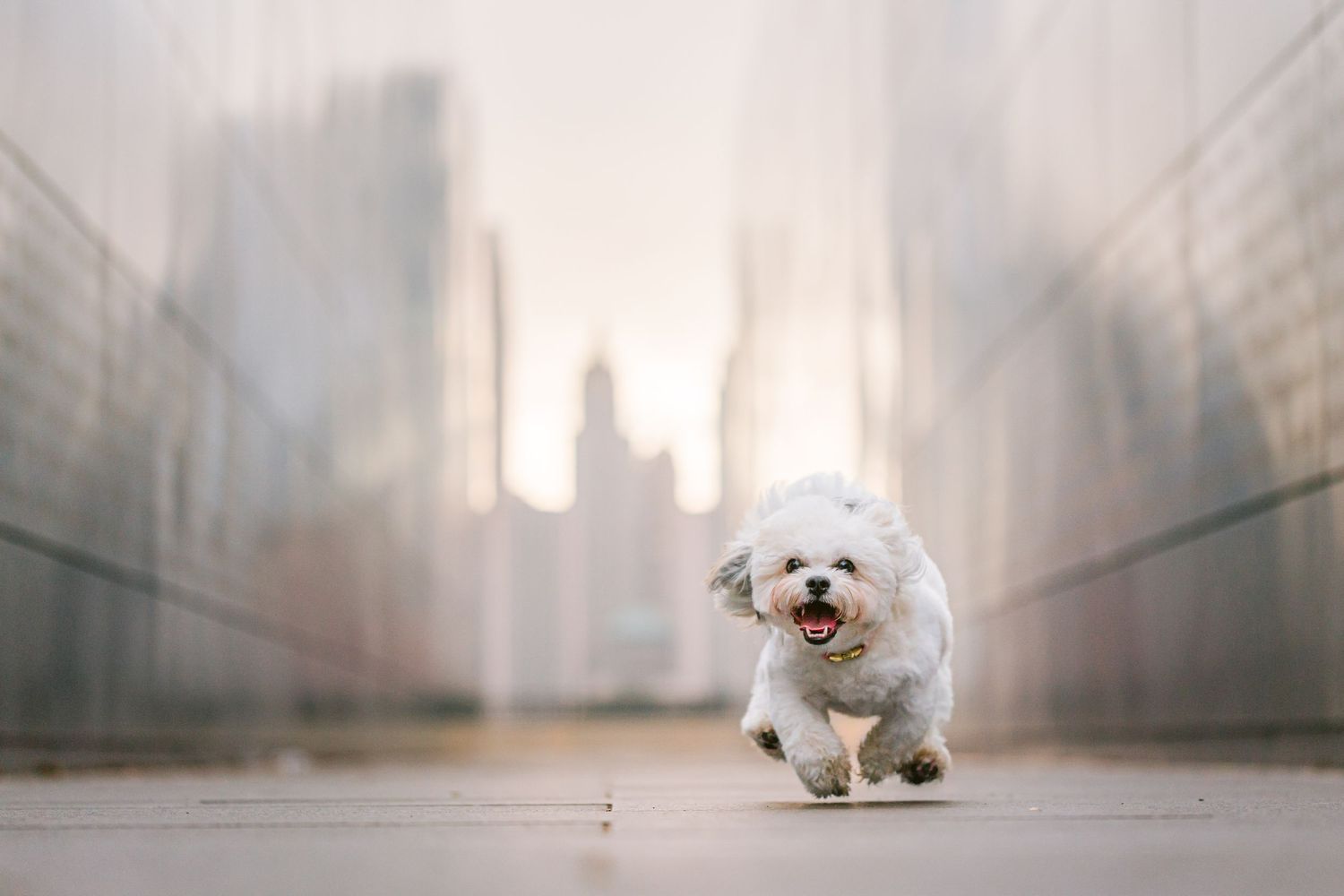 Furry Moments New York New Jersey Pet Photography
