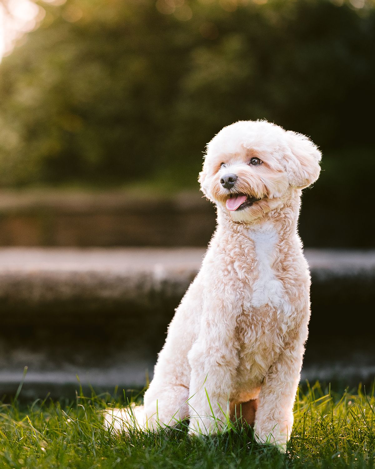 Central Park Dog Photography