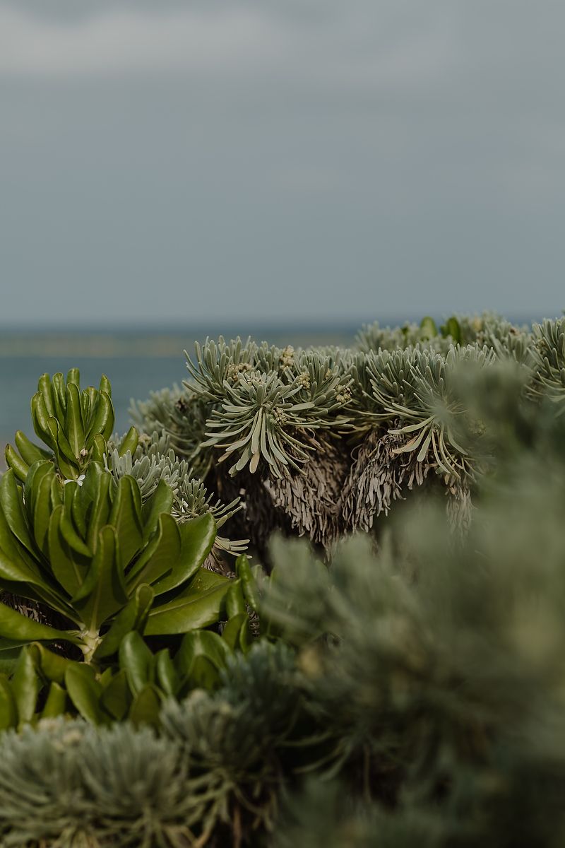 Close-up view of green and silver succulent plants growing along a coastal area under an overcast sky the Caribbean beach in Riviera Maya.