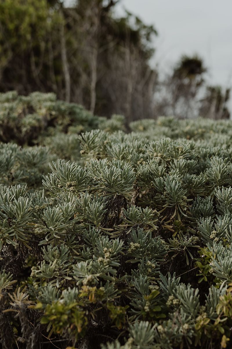 Engagement session detail with lush tropical plants at Paradisus Playa del Carmen.