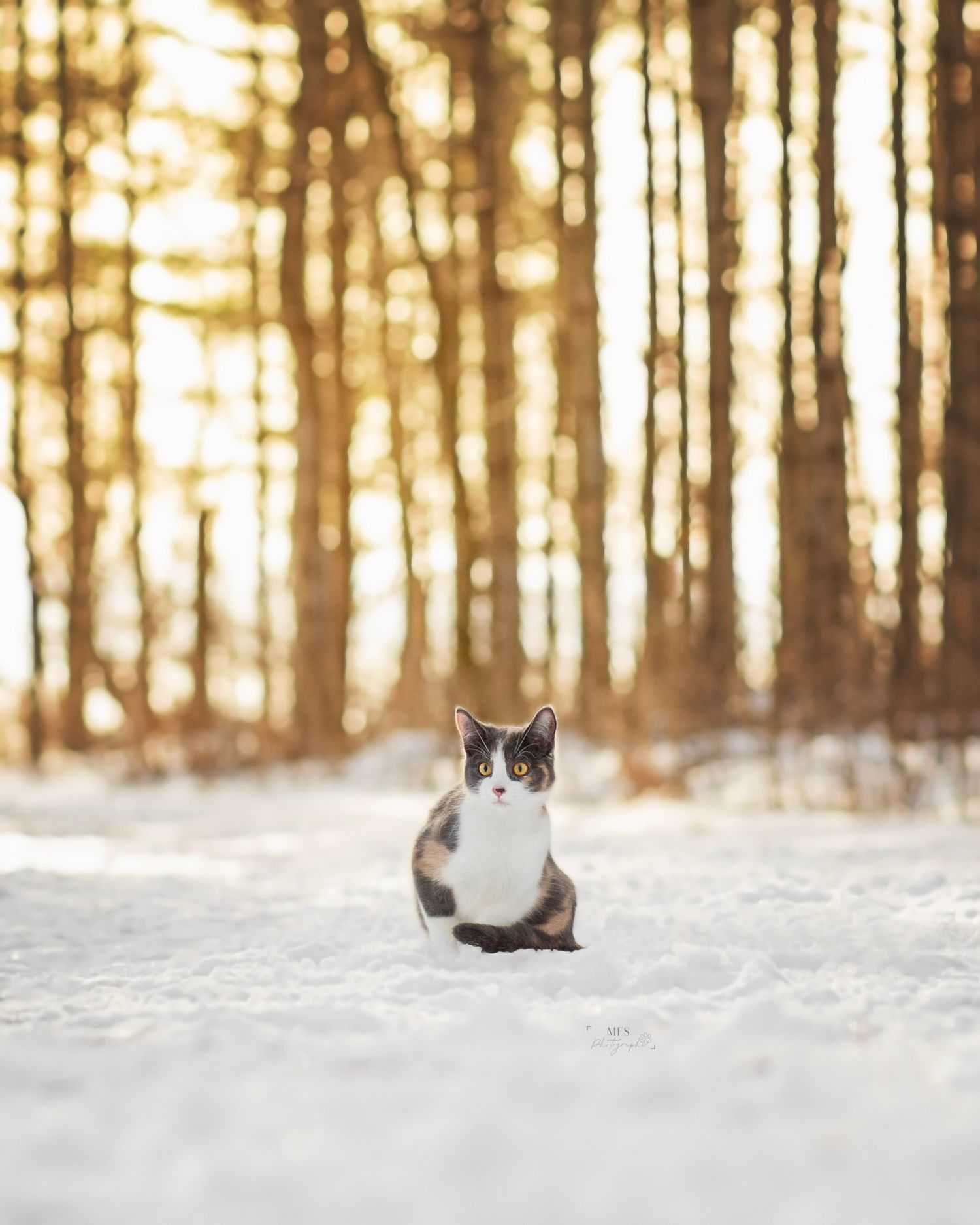 Kitten in a winter woodland scenery