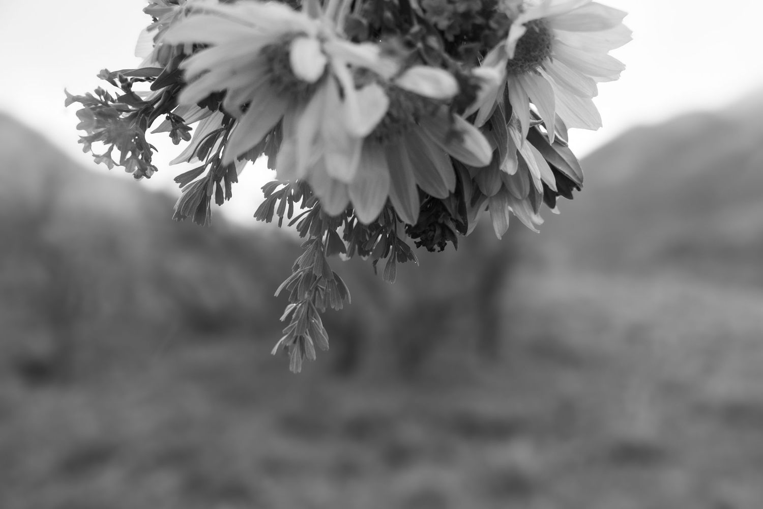 Abstract black and white photo of a bouquet gathered from mountain with mountain background.