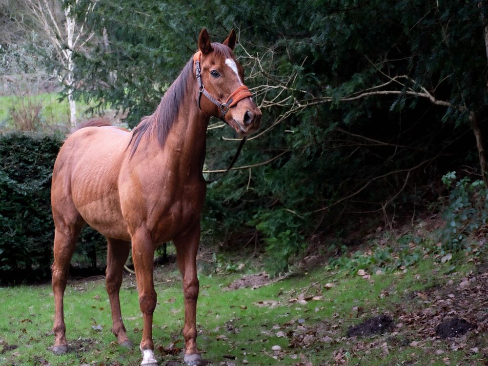 Owner and horse portrait nottingham bestwood park