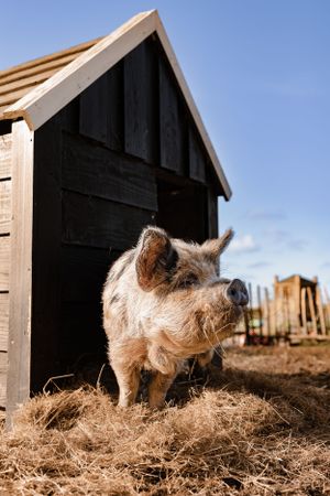 Hairy pig standing on straw in front of a dark wooden shed on a sunny day.