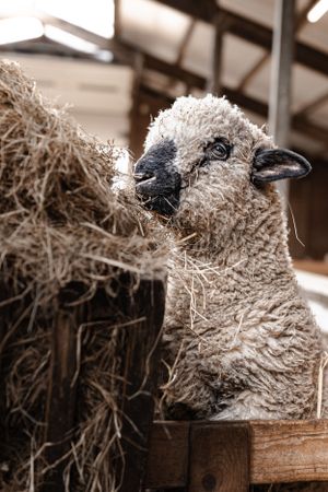 Schaap die eet van een hooibaal, tijdens een familieshoot op Texel.