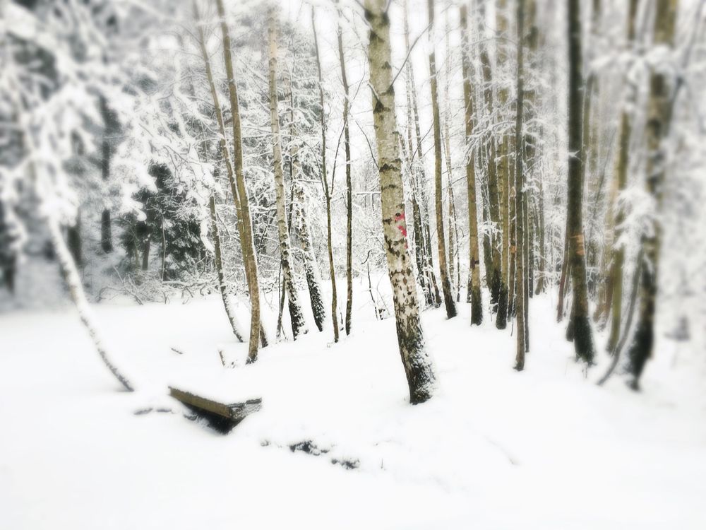 Birch trees closely standing together, winter time and lots of snow on the ground.