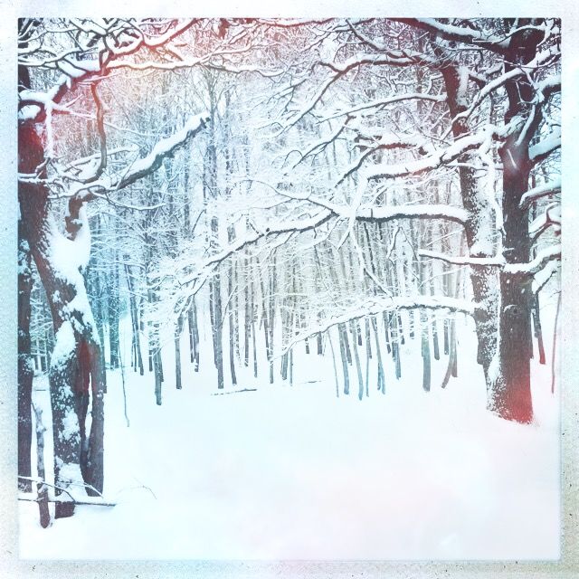 trees closely standing together, winter time and lots of snow on the ground.