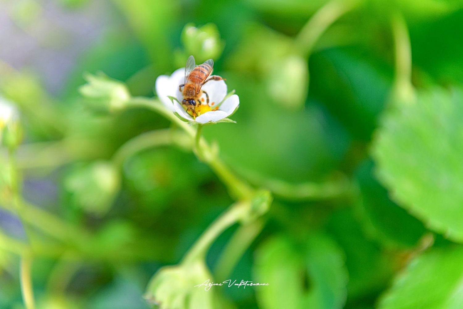 A honeybee collecting pollen on a small white strawberry flower surrounded by lush green leaves.