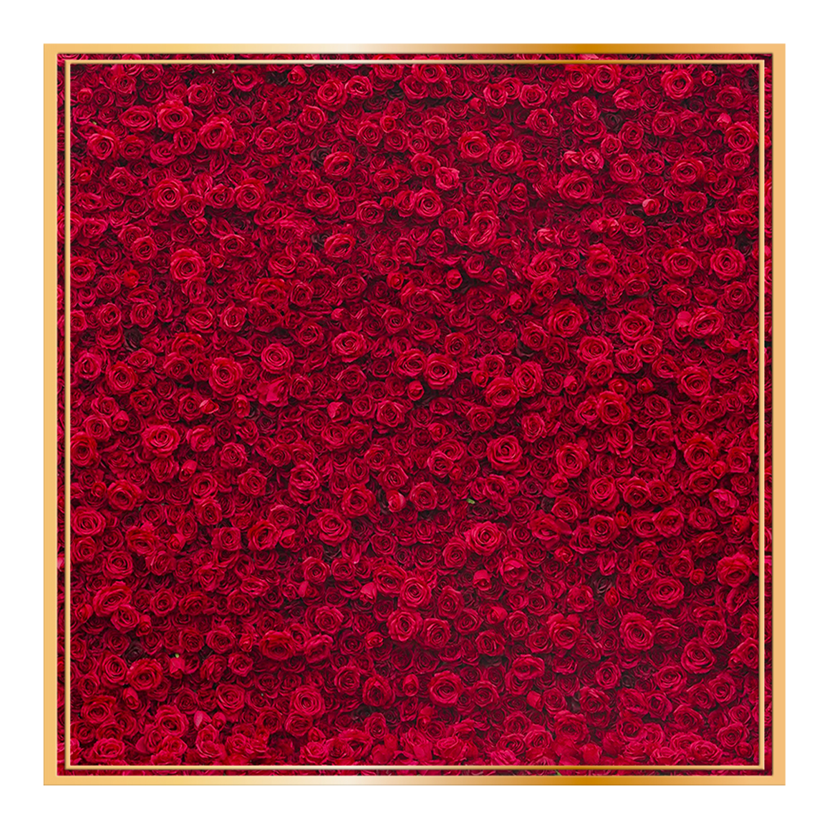 RED ROSE FLOWER WALL BACKDROP