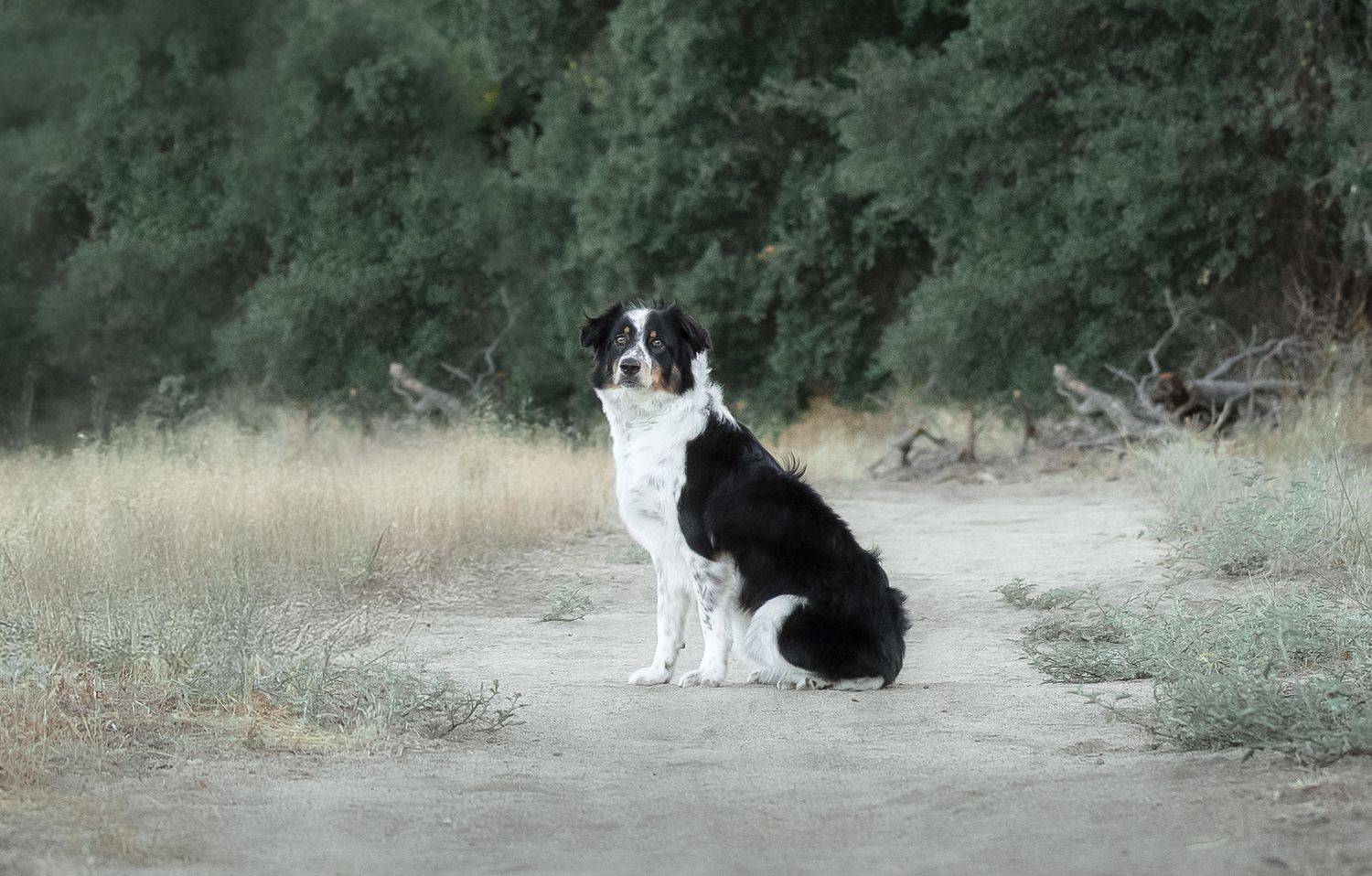Border collie and puppy playfully chase each other along a dirt path in a natural outdoor setting.