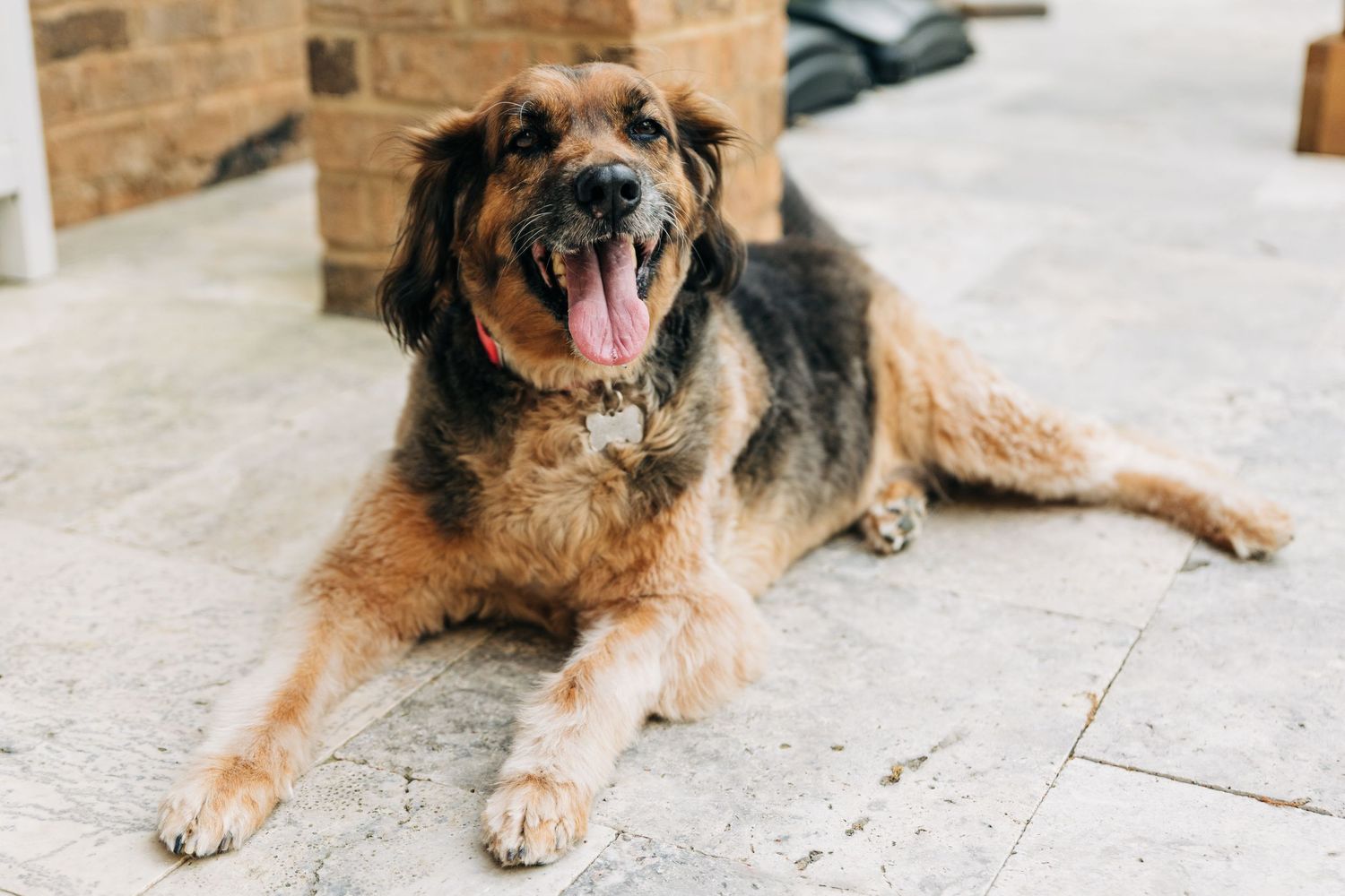 A happy mixed breed dog with brown and black fur lies on a stone patio with its tongue hanging out.