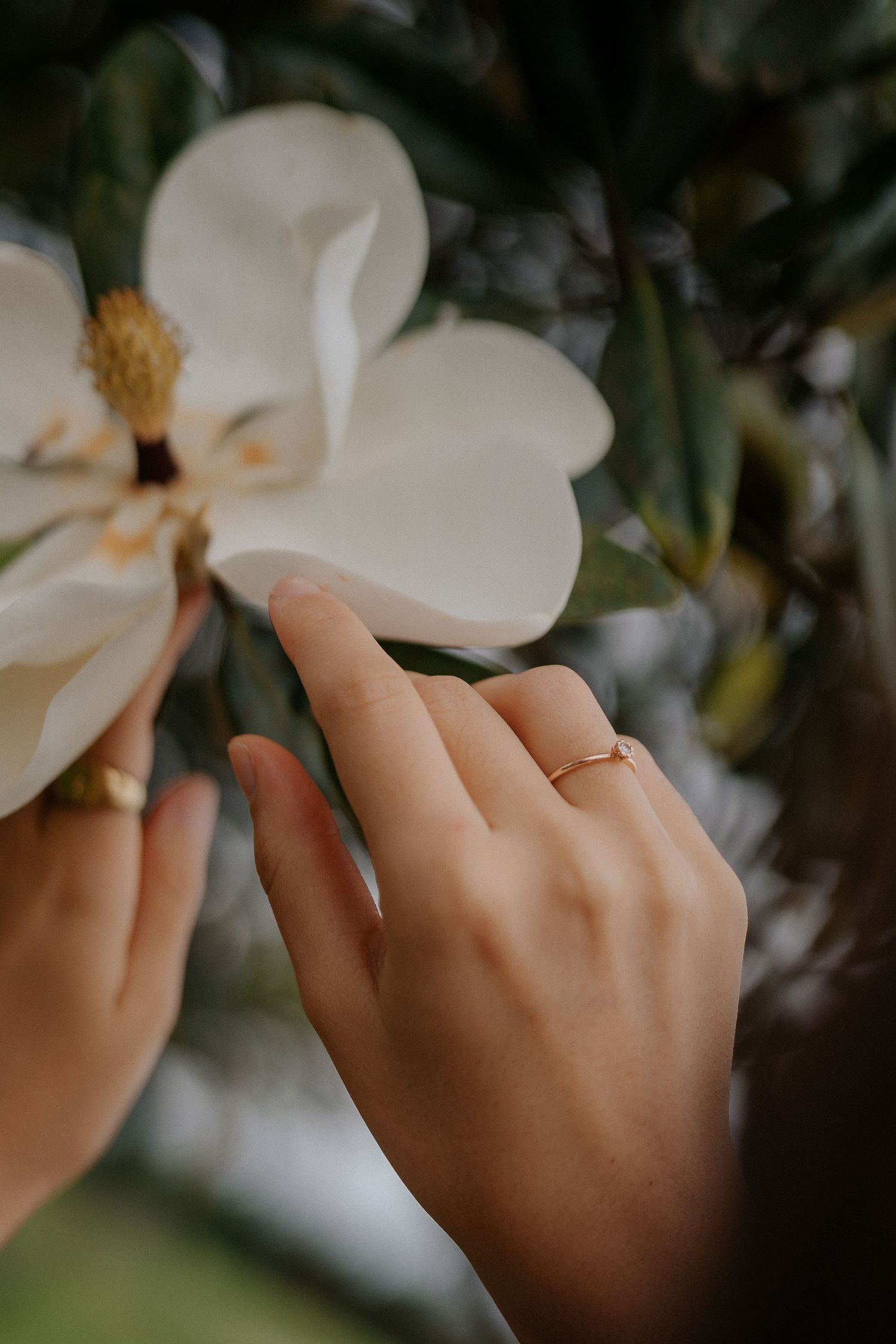Delicate hand with thin gold ring touching white magnolia flower petal.