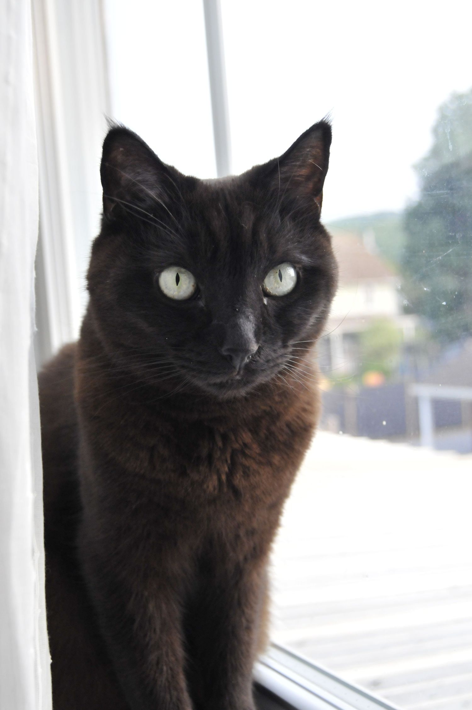 Portrait of a black cat in a window during a pet portrait session.