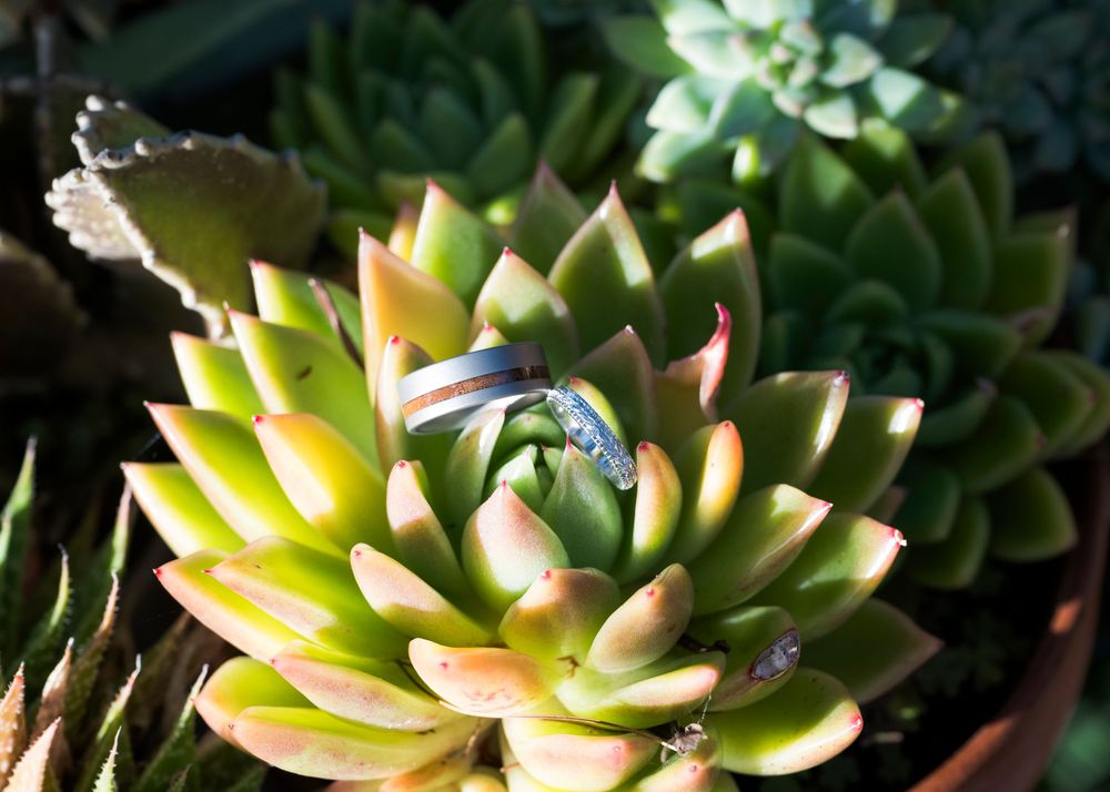 Close-up photograph of a succulent plant with green and yellow-tipped leaves arranged in a rosette pattern.