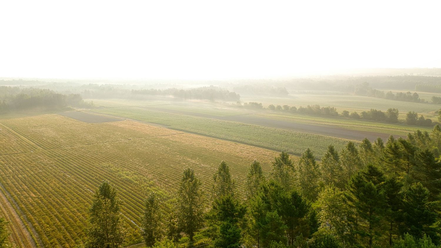 Photo aérienne dans un champ