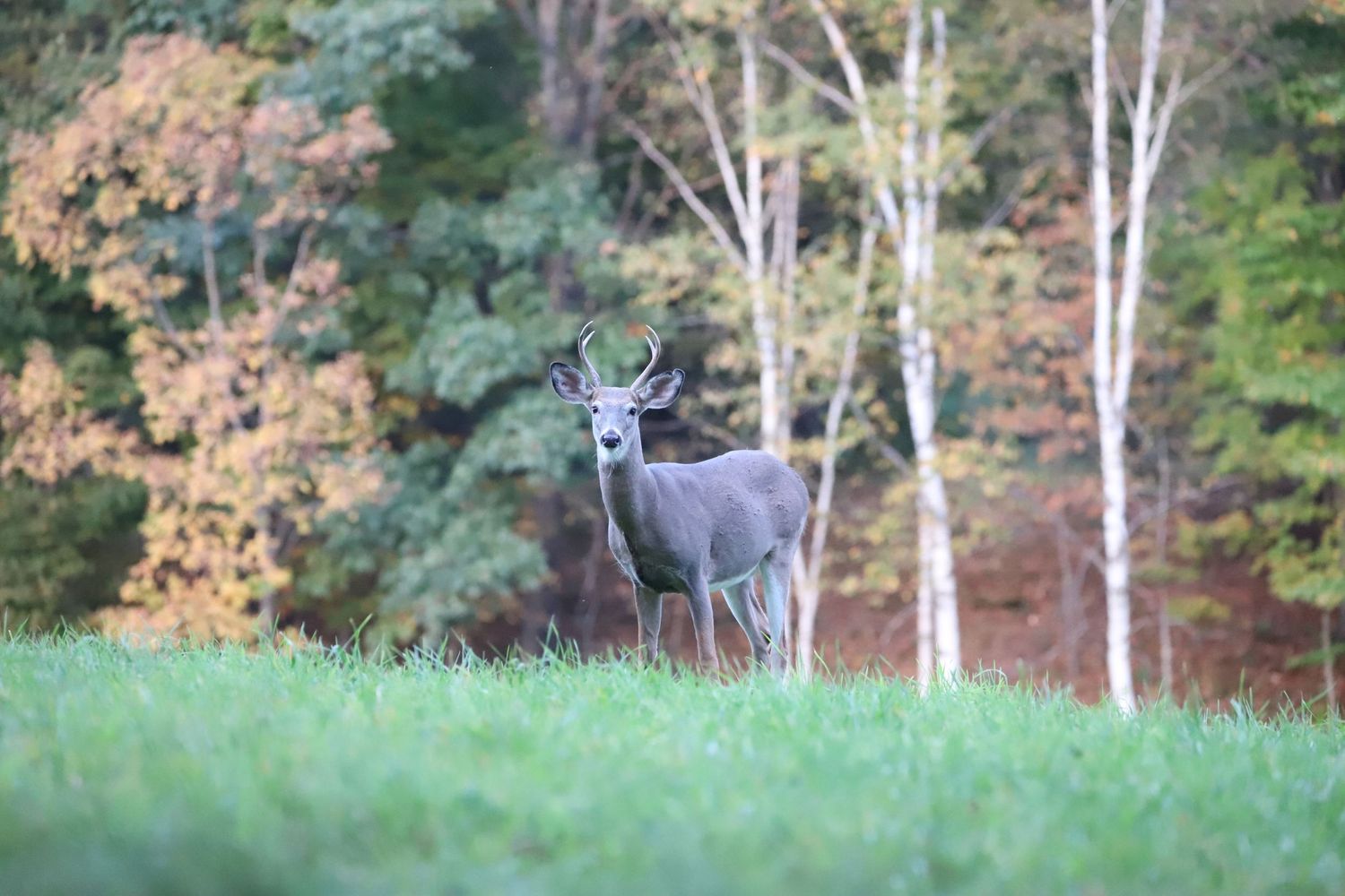 New England Nature Captures