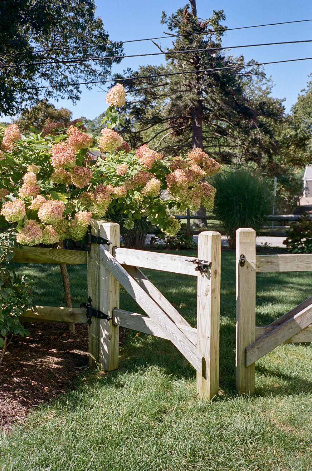 White hydrangea flowers bloom along a rustic split-rail fence in a sunny garden setting.